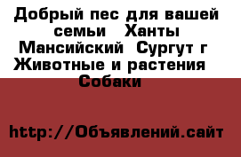 Добрый пес для вашей семьи - Ханты-Мансийский, Сургут г. Животные и растения » Собаки   